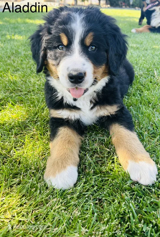 Aladdin  – Bernese Mountain Dog puppy for sale in Ephrata, WA