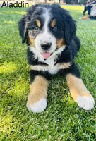Aladdin , a male Bernese Mountain Dog for sale in Ephrata, WA – 2 of 4
