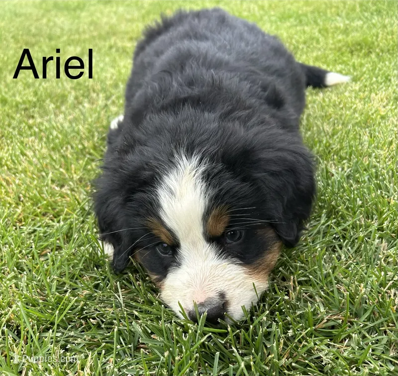 Ariel – Bernese Mountain Dog puppy for sale in Ephrata, WA
