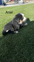 Ariel, a female Bernese Mountain Dog for sale in Ephrata, WA – 3 of 3