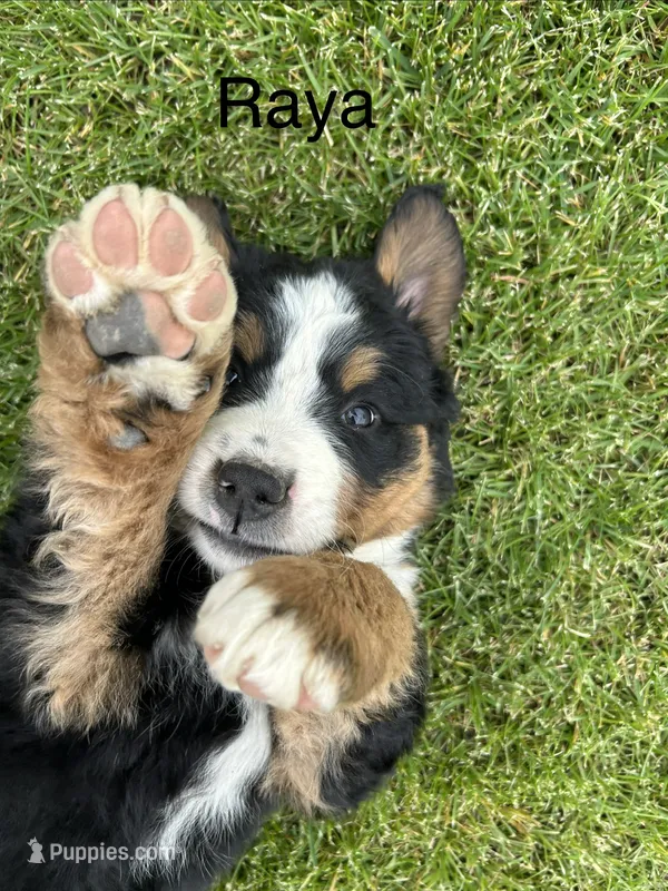Raya – Bernese Mountain Dog puppy for sale in Ephrata, WA