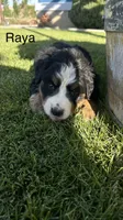 Raya, a female Bernese Mountain Dog for sale in Ephrata, WA – 2 of 3
