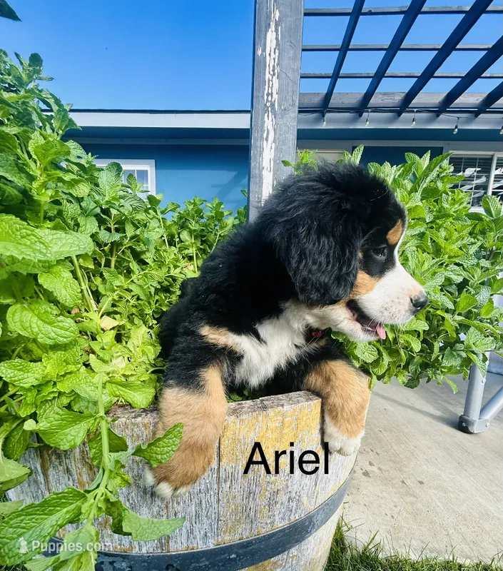 Ariel – Bernese Mountain Dog puppy for sale in Ephrata, WA
