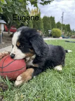 Eugene , a male Bernese Mountain Dog for sale in Ephrata, WA – 3 of 5