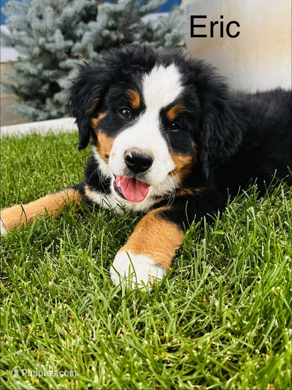 Eric – Bernese Mountain Dog puppy for sale in Ephrata, WA