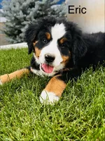 Eric, a male Bernese Mountain Dog for sale in Ephrata, WA – 1 of 3