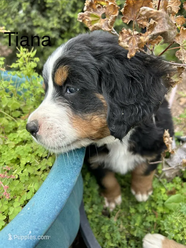 Tiana – Bernese Mountain Dog puppy for sale in Ephrata, WA