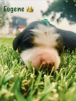 Eugene , a male Bernese Mountain Dog for sale in Ephrata, WA – 2 of 3