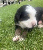 Eugene , a male Bernese Mountain Dog for sale in Ephrata, WA – 3 of 3