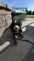 Rapunzel , a female Bernese Mountain Dog for sale in Ephrata, WA – 2 of 3