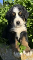 Moana , a female Bernese Mountain Dog for sale in Ephrata, WA – 1 of 2