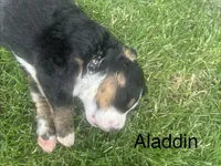 Aladdin , a male Bernese Mountain Dog for sale in Ephrata, WA – 2 of 3
