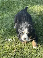 Raya, a female Bernese Mountain Dog for sale in Ephrata, WA – 1 of 3