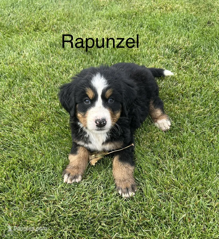 Rapunzel  – Bernese Mountain Dog puppy for sale in Ephrata, WA