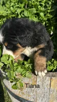 Tiana, a female Bernese Mountain Dog for sale in Ephrata, WA – 1 of 2
