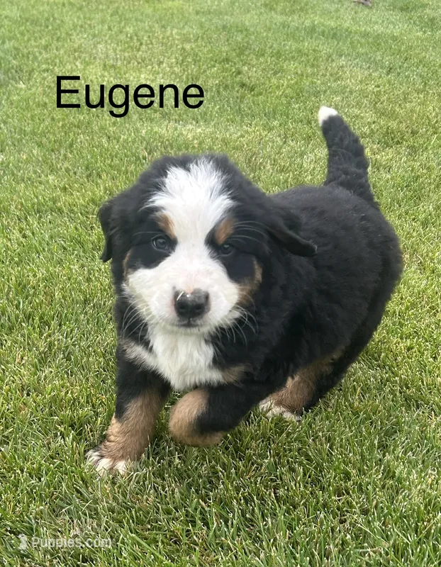 Eugene  – Bernese Mountain Dog puppy for sale in Ephrata, WA