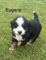 Eugene , a male Bernese Mountain Dog for sale in Ephrata, WA – 4 of 5