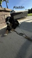 Aladdin , a male Bernese Mountain Dog for sale in Ephrata, WA – 3 of 3