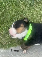 Tiana, a female Bernese Mountain Dog for sale in Ephrata, WA – 2 of 2