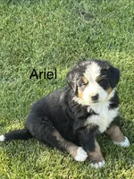 Ariel, a female Bernese Mountain Dog for sale in Ephrata, WA – 1 of 3