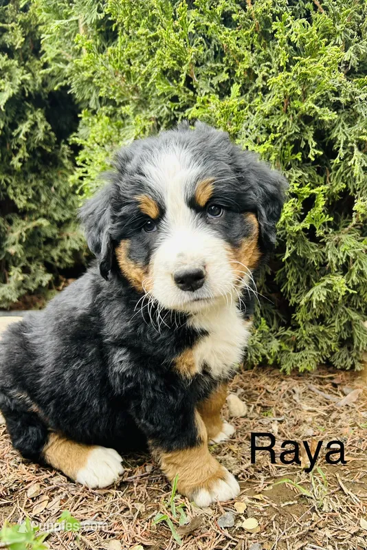 Raya – Bernese Mountain Dog puppy for sale in Ephrata, WA