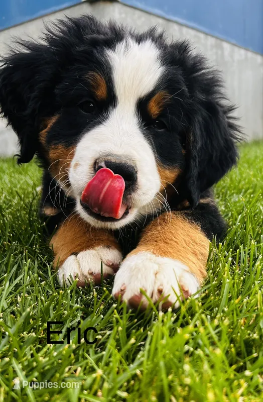 Eric – Bernese Mountain Dog puppy for sale in Ephrata, WA