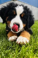 Eric, a male Bernese Mountain Dog for sale in Ephrata, WA – 2 of 3