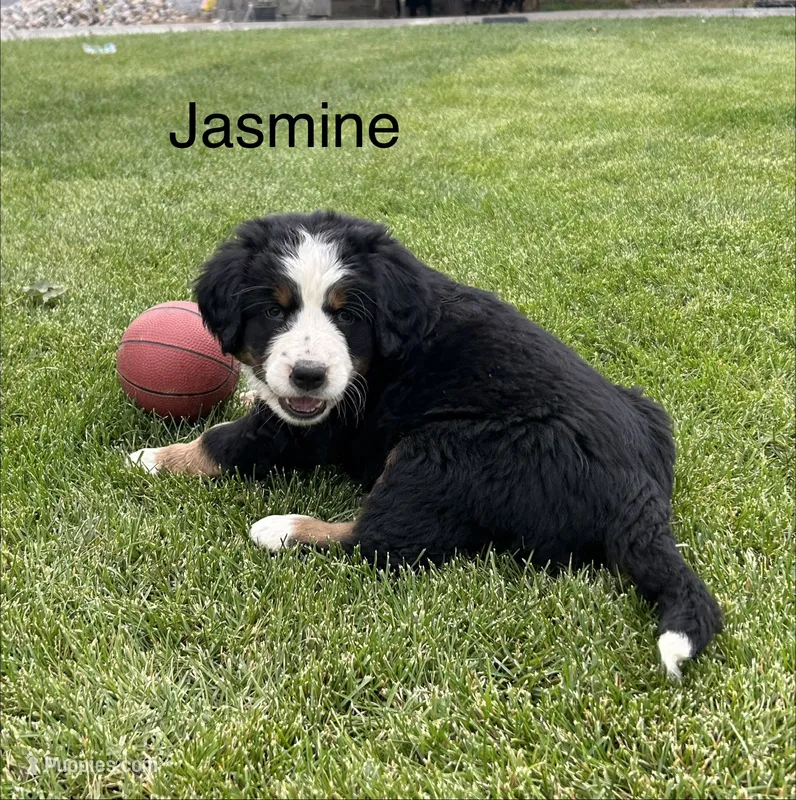 Jasmine  – Bernese Mountain Dog puppy for sale in Ephrata, WA