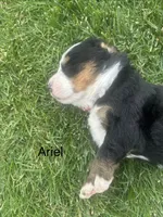 Ariel, a female Bernese Mountain Dog for sale in Ephrata, WA – 2 of 3