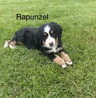 Rapunzel , a female Bernese Mountain Dog for sale in Ephrata, WA – 1 of 3
