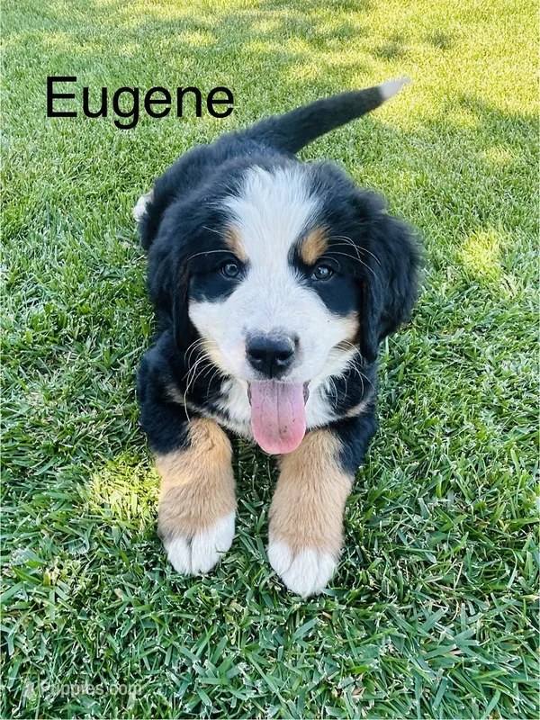 Eugene  – Bernese Mountain Dog puppy for sale in Ephrata, WA