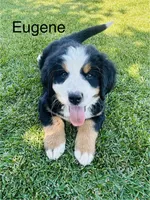 Eugene , a male Bernese Mountain Dog for sale in Ephrata, WA – 1 of 5
