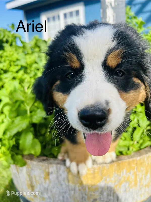 Ariel – Bernese Mountain Dog puppy for sale in Ephrata, WA