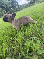 Male 2 , a male French Bulldog for sale in Stigler, OK – 2 of 3