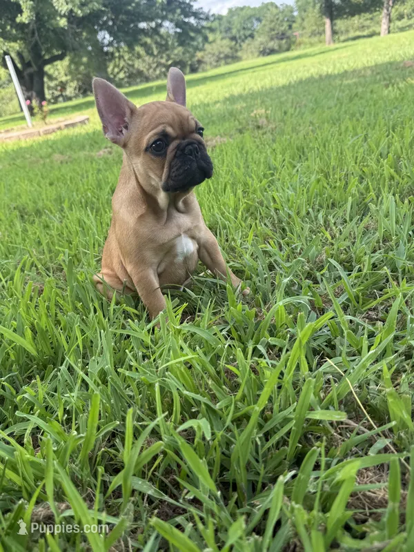 Male 1  – French Bulldog puppy for sale in Stigler, OK