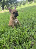 Male 1 , a male French Bulldog for sale in Stigler, OK – 1 of 2