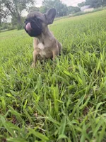 Male 2 , a male French Bulldog for sale in Stigler, OK – 3 of 3