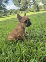 Male 1 , a male French Bulldog for sale in Stigler, OK – 2 of 2