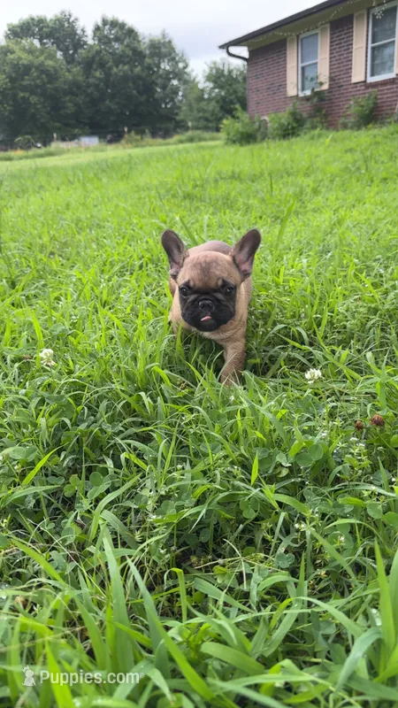 Male 2  – French Bulldog puppy for sale in Stigler, OK