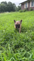 Male 2 , a male French Bulldog for sale in Stigler, OK – 1 of 3