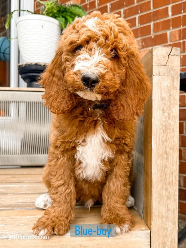 Blue collar – Poodle - Standard  puppy for sale in Trinity, NC