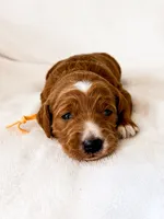 Yellow, a female Miniature Goldendoodle for sale in Trinity, NC – 1 of 3