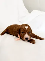 Pink, a female Miniature Goldendoodle for sale in Trinity, NC – 2 of 3