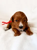 Red , a female Miniature Goldendoodle for sale in Trinity, NC – 2 of 3