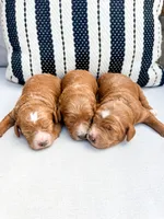 Yellow, a female Miniature Goldendoodle for sale in Trinity, NC – 2 of 3