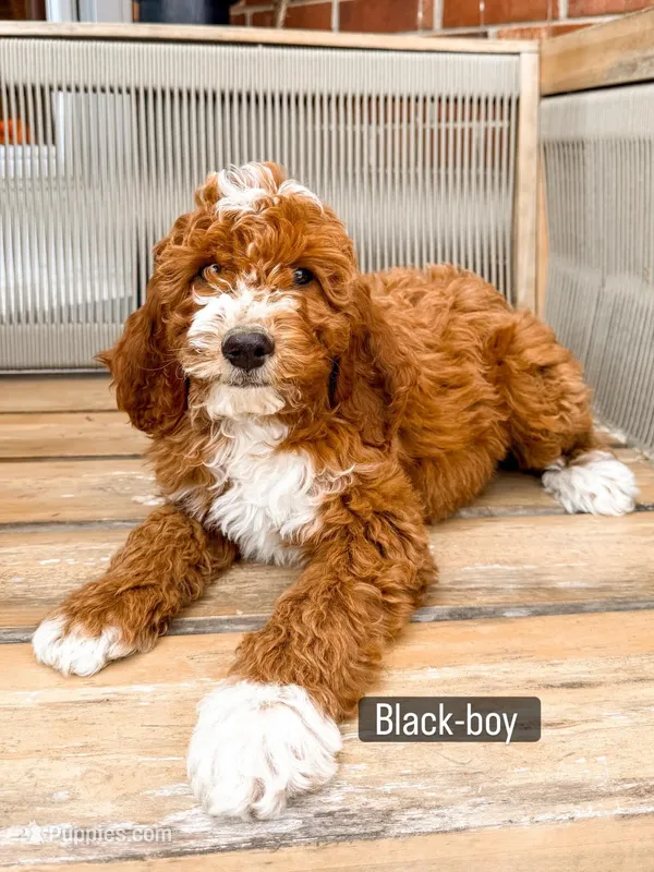 Black collar – Poodle - Standard  puppy for sale in Trinity, NC