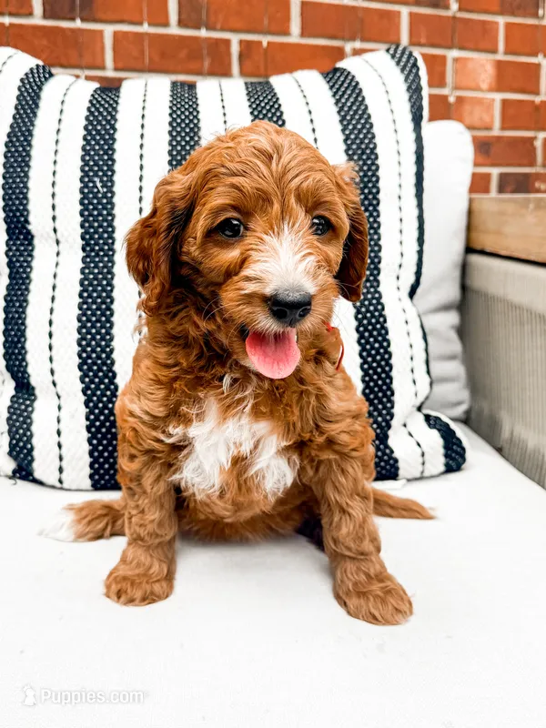 Red  – Miniature Goldendoodle puppy for sale in Trinity, NC