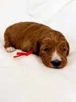 Red , a female Miniature Goldendoodle for sale in Trinity, NC – 3 of 3