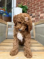 Dark green collar, a male Poodle - Standard  for sale in Trinity, NC – Photo 4 of 5