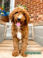 Dark green collar, a male Poodle - Standard  for sale in Trinity, NC – Photo 1 of 5